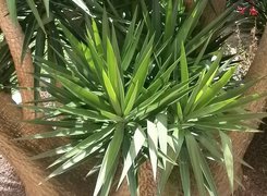Yuca