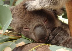 Drzewo, Eukaliptusowe, Śpiący, Koala