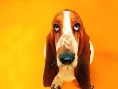 Basset