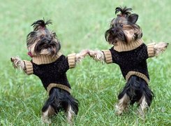 Yorkshire, Terrier, Łąka, Sweterki