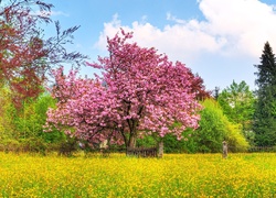 Kwitnące, Drzewo, Wiśni, Łąka