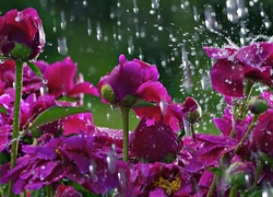 Kwiaty, W, Deszczu