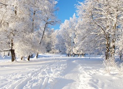 Drzewa, Śnieg