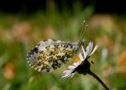 Motyl, Kwiatek