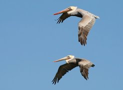 Pelikany, Lot, Niebo