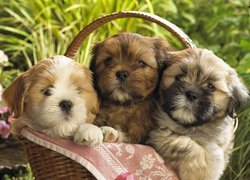 Trzy, Szczeniaczki, Kosz, Trawa, Shih Tzu