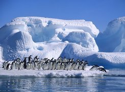 Pingwiny, Góra, Lodowa, Ocean