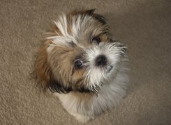 Mały, Shih Tzu