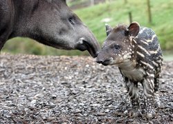 Tapir, Małe