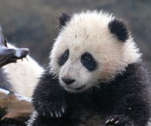 Panda, Drzewo