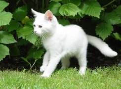 Biały, Kotek, Liście
