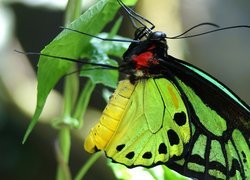 Roślina, Motyl, Seledynowy