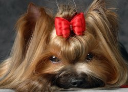 Yorkshire Terrier, Kokardka