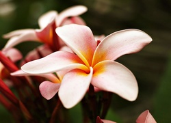 Piękna, Różowa, Plumeria