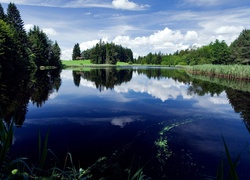 Las, Trawa, Niebo, Jezioro