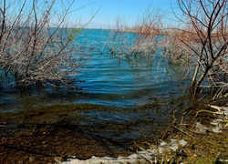 Jezioro, Zarośla, Drzewa