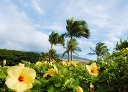 Palmy, Kwiaty, Hibiskus