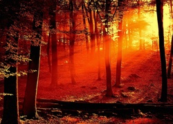 Las, Czerwone, Promienie, Słońca