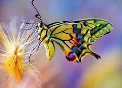 Piękny, Kolorowy, Motyl