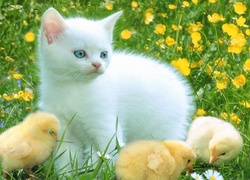 Biały, Kotek, Trzy, Kurczaczki, Łąka, Kwiatki