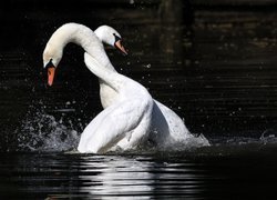 Jezioro, Łabędzie, Gody