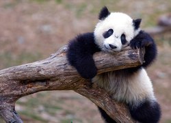 Miś, Panda