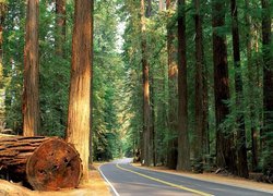 Stany Zjednoczone, Stan Kalifornia, Park miejski Humboldt Redwoods State Park, Drzewa, Sekwoje, Droga, Pnie