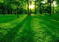Drzewa, Trawa, Park, Cienie