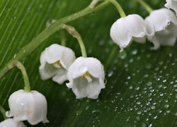 Konwalia Majowa, Kwiat, Dzwonki, Rosa, Krople