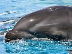 Smutny, Delfin, Woda