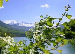 Gałązka, Kwiaty, Wiśni, Jezioro