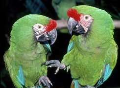 Dwie, Zielone, Papugi