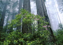 Stany Zjednoczone, Stan Kalifornia, Park Narodowy Redwood, Las, Drzewa, Mgła, Krzew, Różanecznik, Rododendron