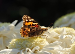 Motyl, Biały, Kwiat