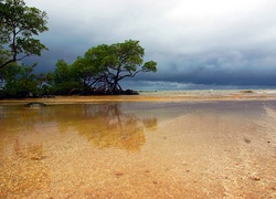 Drzewa, Woda, Plaża