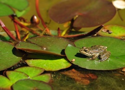 Liście, Nenufaru, Żabka, Płaz