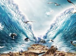 Ocean, Dno, Morskie, Zwierzęta, Ptaki