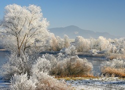 Zima, Śnieg, Drzewa