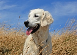 Trawa, Niebo, Golden Retriever