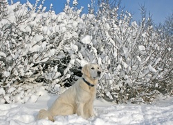 Śnieg, Krzewy, Biszkoptowy, Labrador