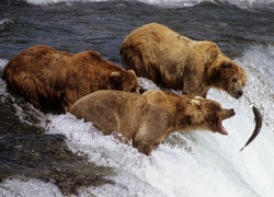 Trzy, Niedźwiedzie, Rzeka, Polowanie, Ryba
