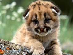 Mała, Puma