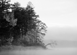 Jezioro, Las, Mgła, Drzewa