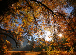 Drzewa, Jesień, Liście