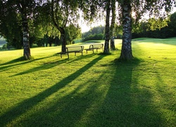 Drzewa, Brzozy, Trawa, Ławeczki, Park