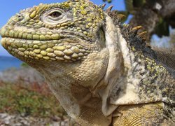 Iguana, Na, Wyspach, Galapagos