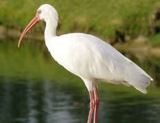 Ibis Biały, Woda