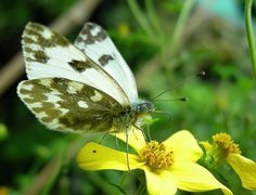 Motyl, Bielinek Rukiewnik, Żółty, Kwiatek