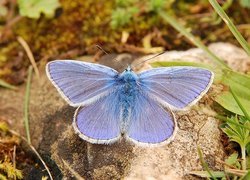Motyl, Modraszek Ikar, Kamień