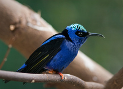 Ptak, Błękitniczek Czerwononogi, Gałązka